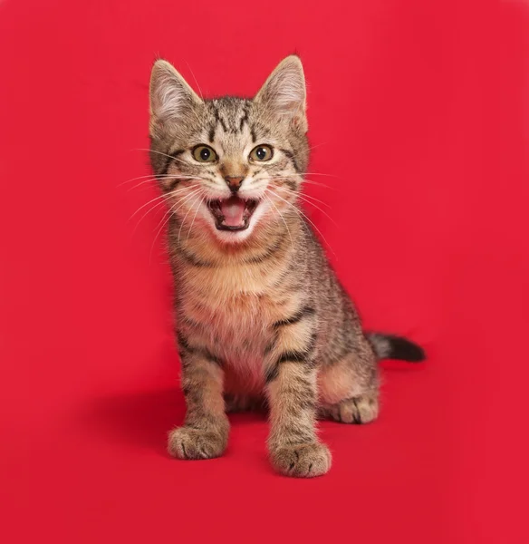 Tabby kitten zittend op rood — Stockfoto