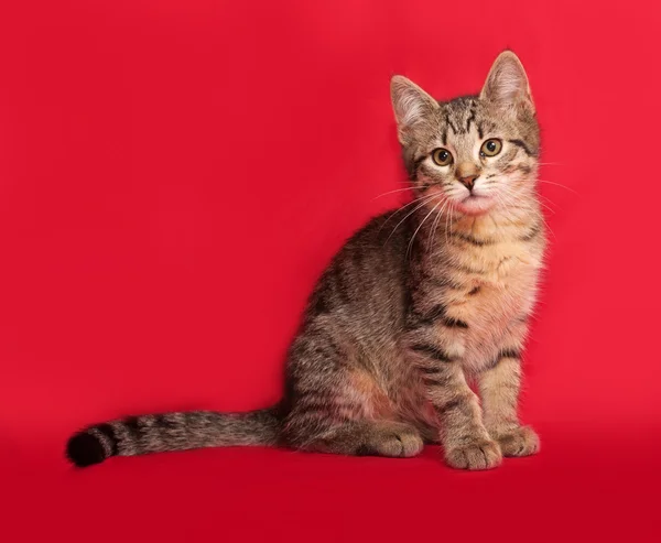 Tabby kitten zittend op rood — Stockfoto