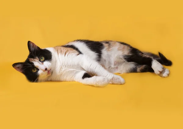 Üç renkli kedi yalanlar üzerine sarı — Stok fotoğraf