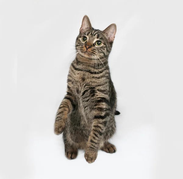 Striped cat sits on gray — Stock Photo, Image