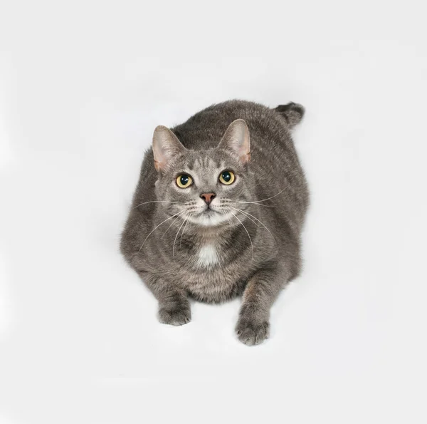 Gris rayas y blanco gato se encuentra en gris — Foto de Stock