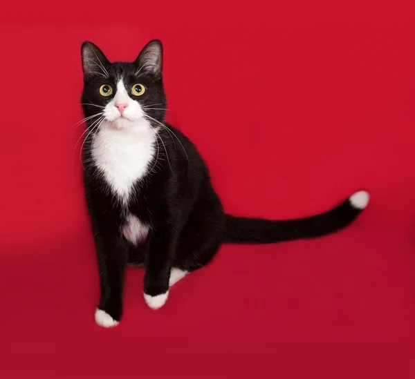 黑色和白色的猫坐在红色 — 图库照片