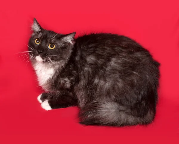 Šedé a bílé chlupaté kočka sedí na červené — Stock fotografie