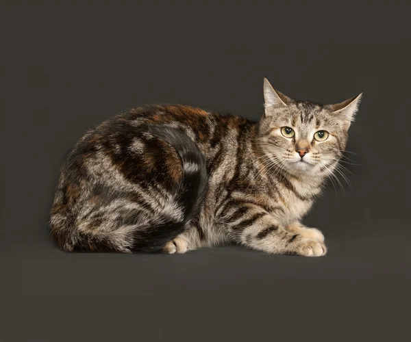 Gestreepte grijze kat, zittend op donker grijs — Stockfoto