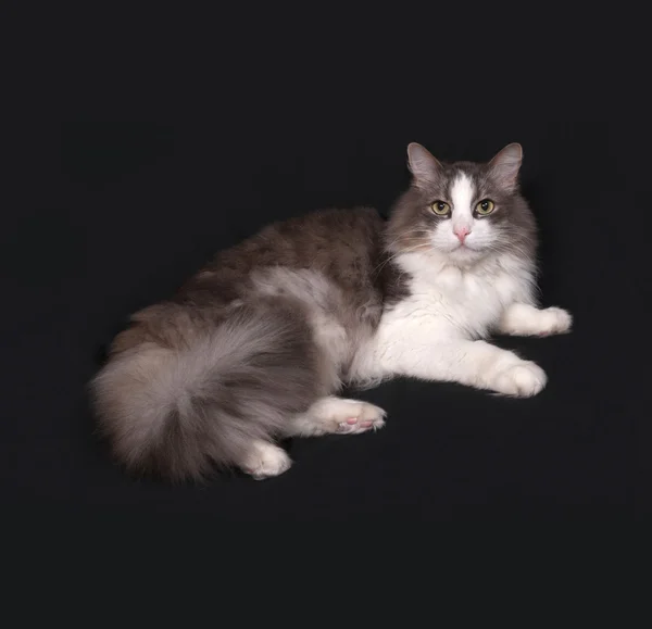 Серо-белый пушистый кот лежит на темно-сером — стоковое фото
