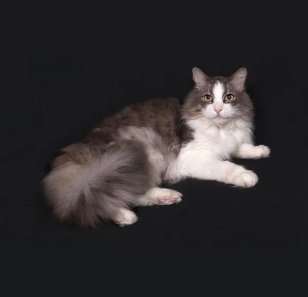 Gray and white fluffy cat lying on dark gray — Stock Photo, Image