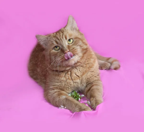 Rote Katze liegt auf rosa — Stockfoto