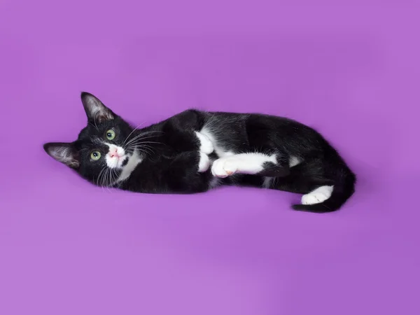 Zwart-wit kitten spelen op Lila — Stockfoto