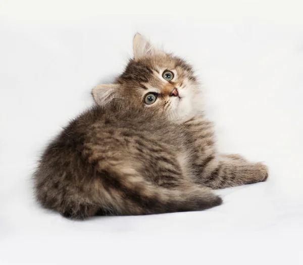 Fluffy Siberian striped kitten lies on gray — Stock Photo, Image