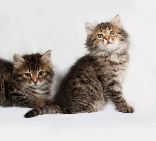 Two fluffy Siberian striped kitten lies on gray — 图库照片