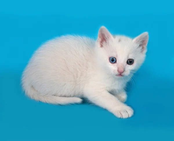 Blanco gatito esponjoso sentado en azul — Foto de Stock