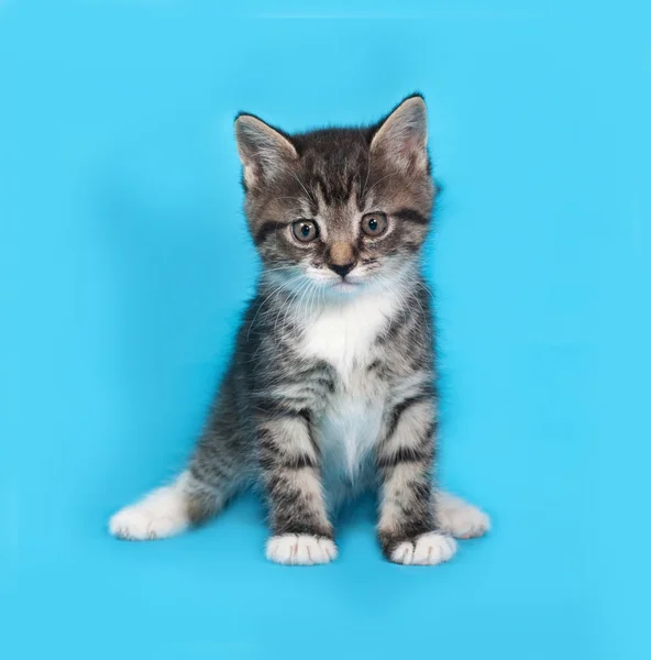 Little tabby and white kitten going on blue — Stock fotografie
