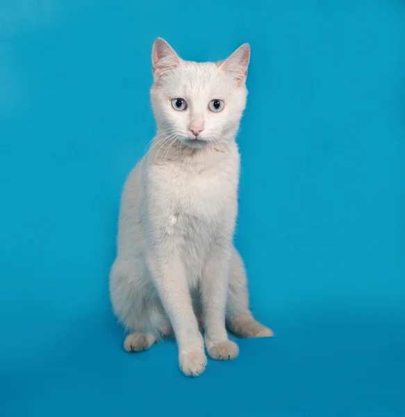 Белая кошка с голубыми глазами, сидящая на голубом — стоковое фото
