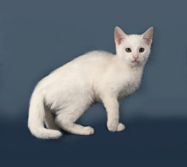 Pequeño gatito blanco de pie sobre gris — Foto de Stock