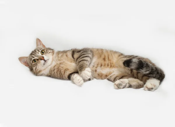 Gray striped cat lies on gray — Stock Photo, Image
