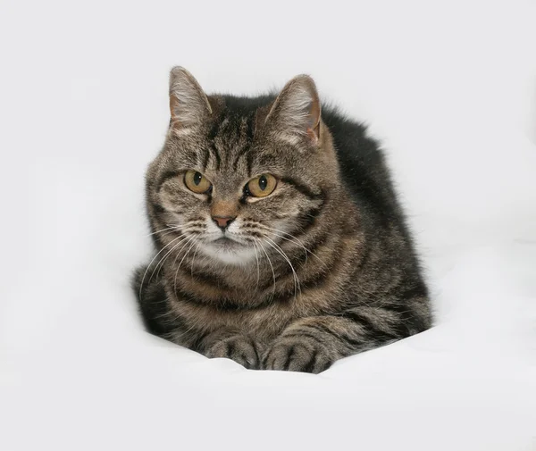 회색 줄무늬 고양이 회색 거짓말 — 스톡 사진