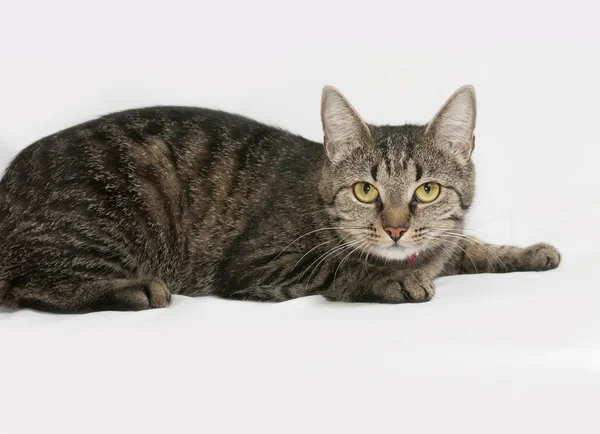 Gray striped cat lies on gray — Stock Photo, Image