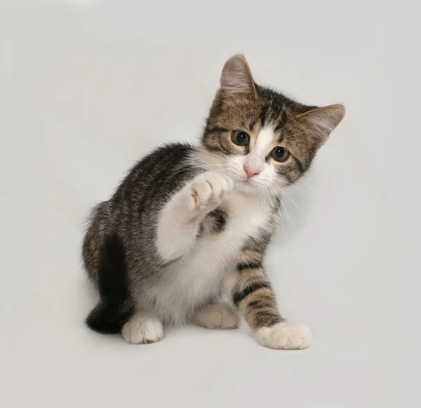 Striped and white kitten sitting on gray — Stock Photo, Image