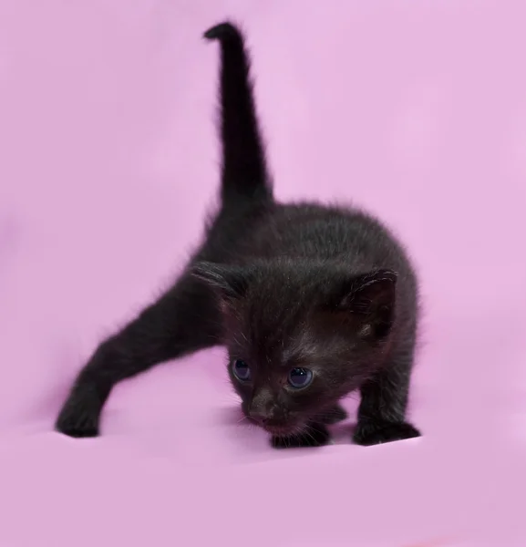 Black kitten going on pink — Stock Photo, Image