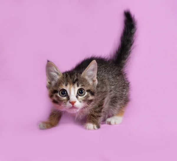 Striped and red kitten standing on pink — Stock Photo, Image