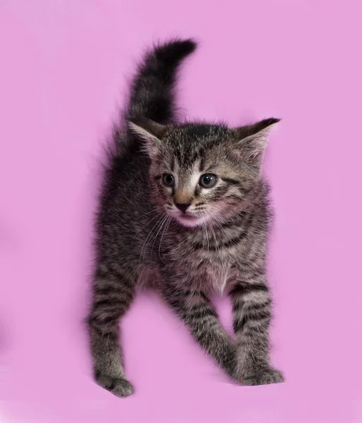 Fluffy tabby gatito de pie en rosa — Foto de Stock