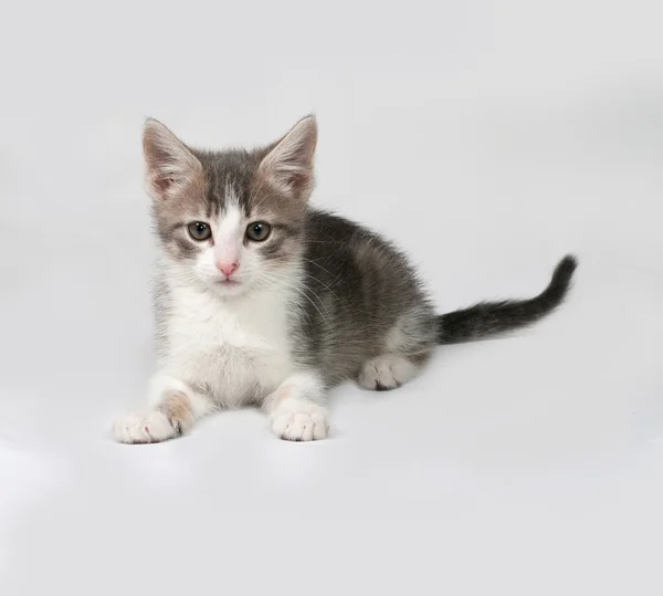 Pequeño blanco y tabby gatito se encuentra en gris —  Fotos de Stock