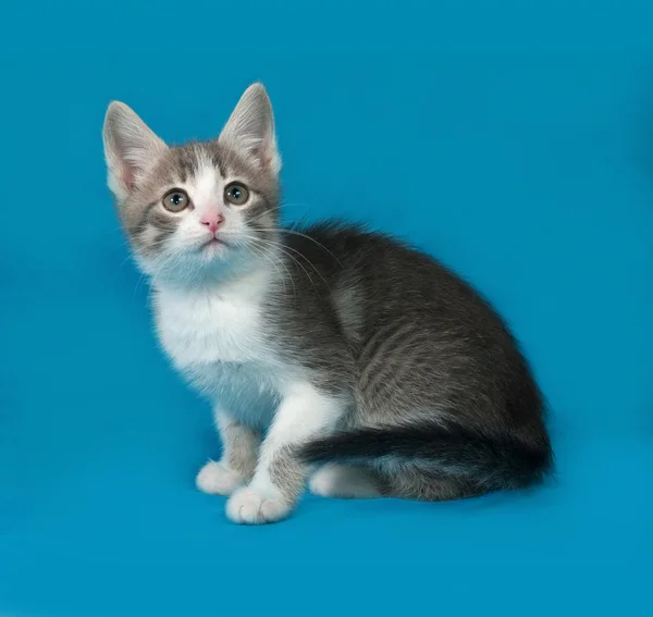 Pequeno gatinho branco e tabby sentado no azul — Fotografia de Stock