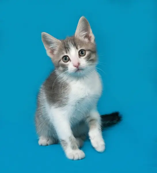 Small white and tabby kitten sitting on blue — Stock Photo, Image