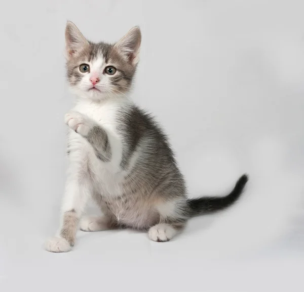 Piccolo gattino bianco e tabby seduto sul grigio — Foto Stock