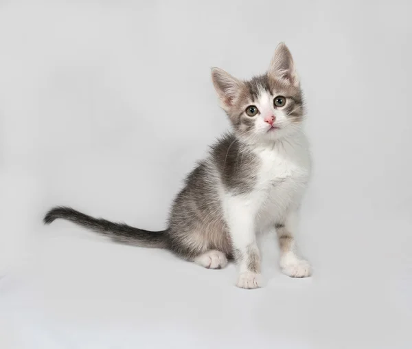 Pequeno gatinho branco e tabby sentado em cinza — Fotografia de Stock