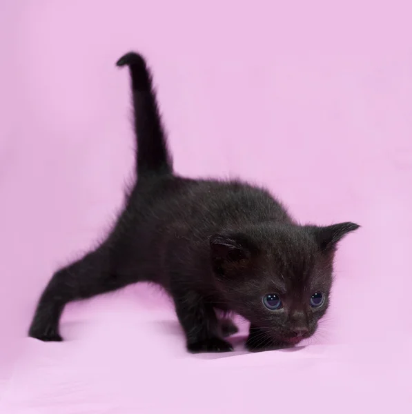 Black kitten going on pink — Stock Photo, Image