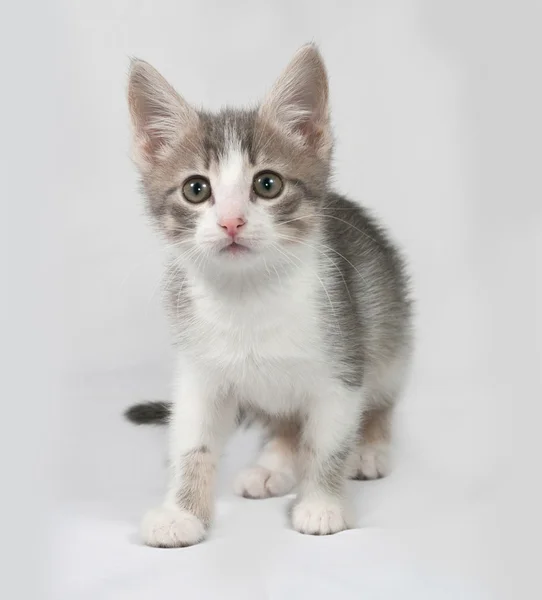Pequeno gatinho branco e tabby em pé sobre cinza — Fotografia de Stock