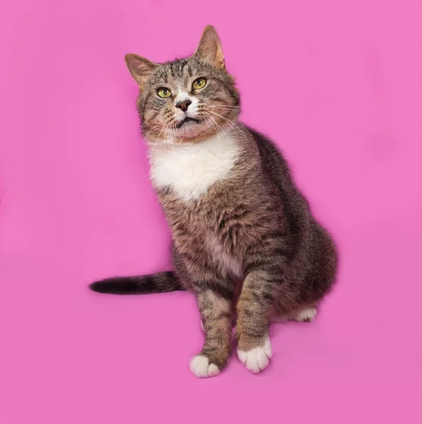 Gray and white tabby cat sitting on pink — Stockfoto