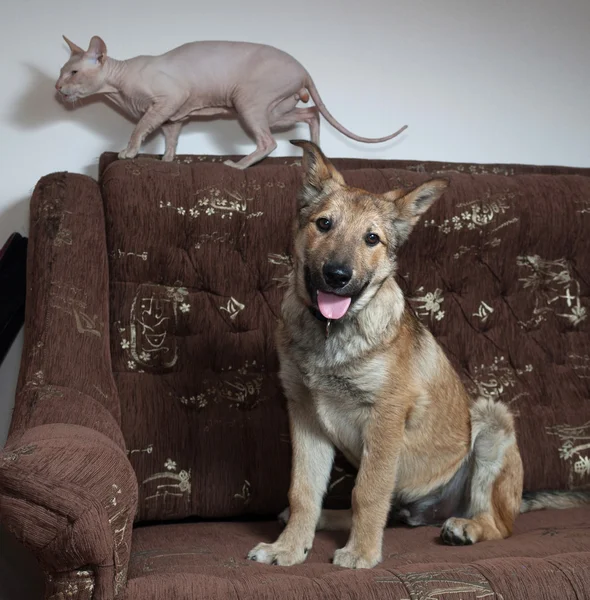 Red puppy and sphynx cat sitting on couch — Stockfoto