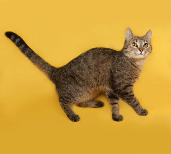 Gato listrado cinza em pé no amarelo — Fotografia de Stock