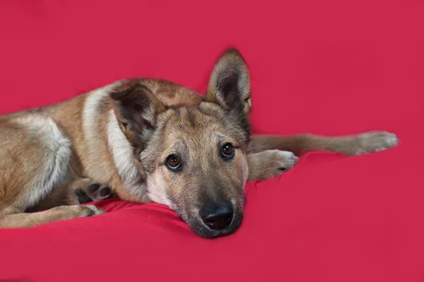 Red puppy lies on red — Stockfoto