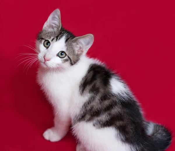 Gattino a righe e bianco seduto sul rosso — Foto Stock