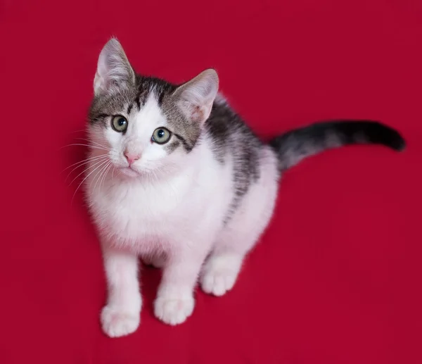 Gestreiftes und weißes Kätzchen sitzt auf rot — Stockfoto