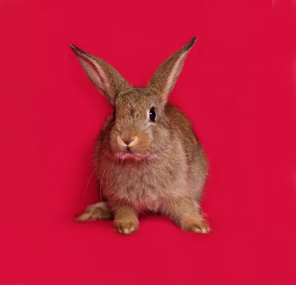Brown rabbit sitting on red — Stockfoto