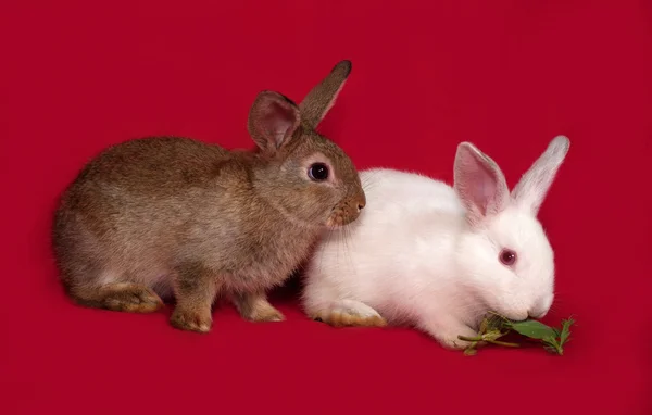 Dos conejos, marrones y blancos, sentados en rojo — Foto de Stock