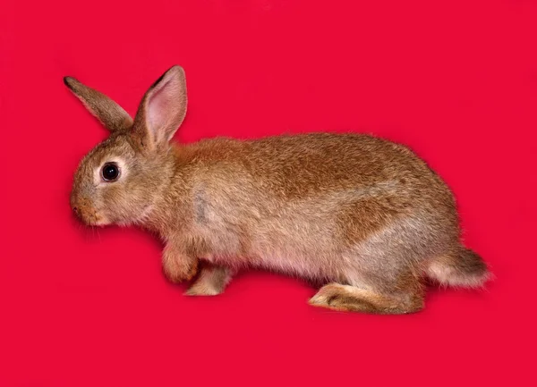 Brown rabbit going on red — Φωτογραφία Αρχείου