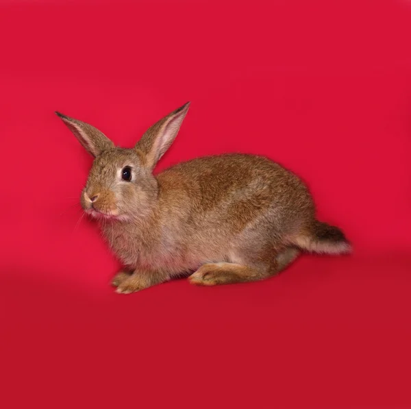 Braunes Kaninchen sitzt auf rot — Stockfoto