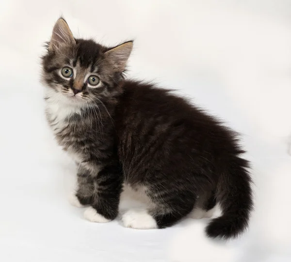 Siberische pluizig tabby kitten staande op grijs — Stockfoto