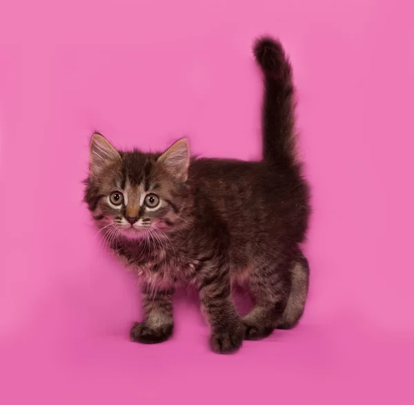 Sibirya kabarık tabby yavru kedi duran pembe — Stok fotoğraf