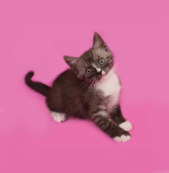 Siberian fluffiga tabby kattunge sitter på rosa — Stockfoto