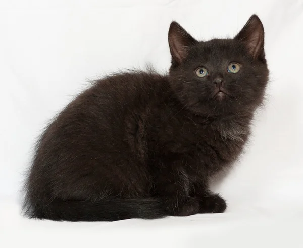 Little black kitten sitting on gray — Stock Photo, Image