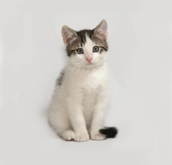 Pruhované a bílé kotě sedící na šedé — Stock fotografie