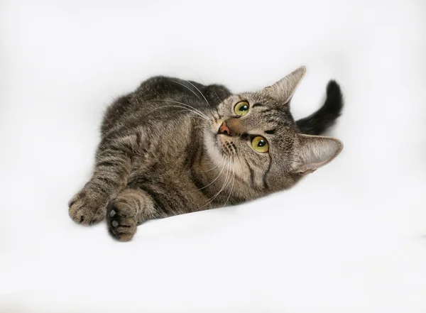 Gray striped cat lies on gray — Stock Photo, Image