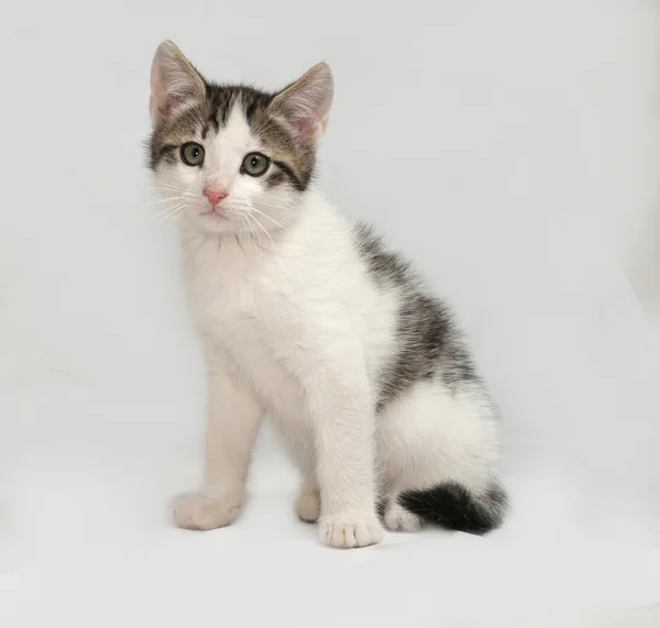 Striped and white kitten sitting on gray — Stock Photo, Image