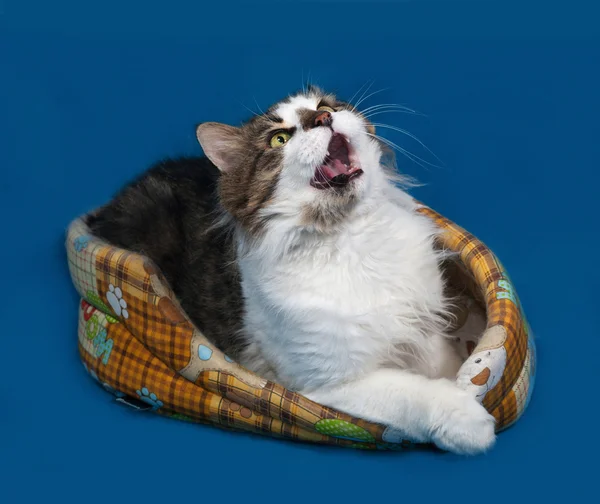 Bílé mourovatá kočka leží v pestré gauč na modré Royalty Free Stock Obrázky